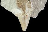 Otodus Shark Tooth Fossil in Rock - Eocene #111036-2
